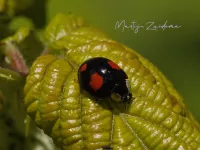 Viervlekkig Aziatisch lieveheersbeestje [Harmonia axyridis f. spectabilis]